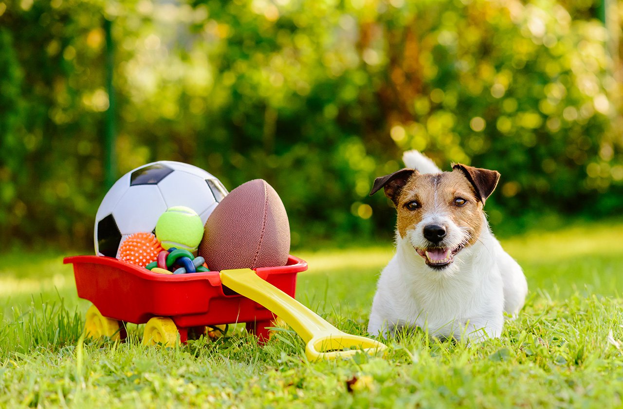 Dog-with-hoard-of-toys-in-cart-inviting-you-to-play